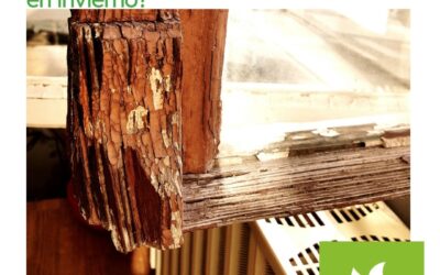 Calefacción y madera: ¿Por qué las termitas y la carcoma «despiertan» en invierno?