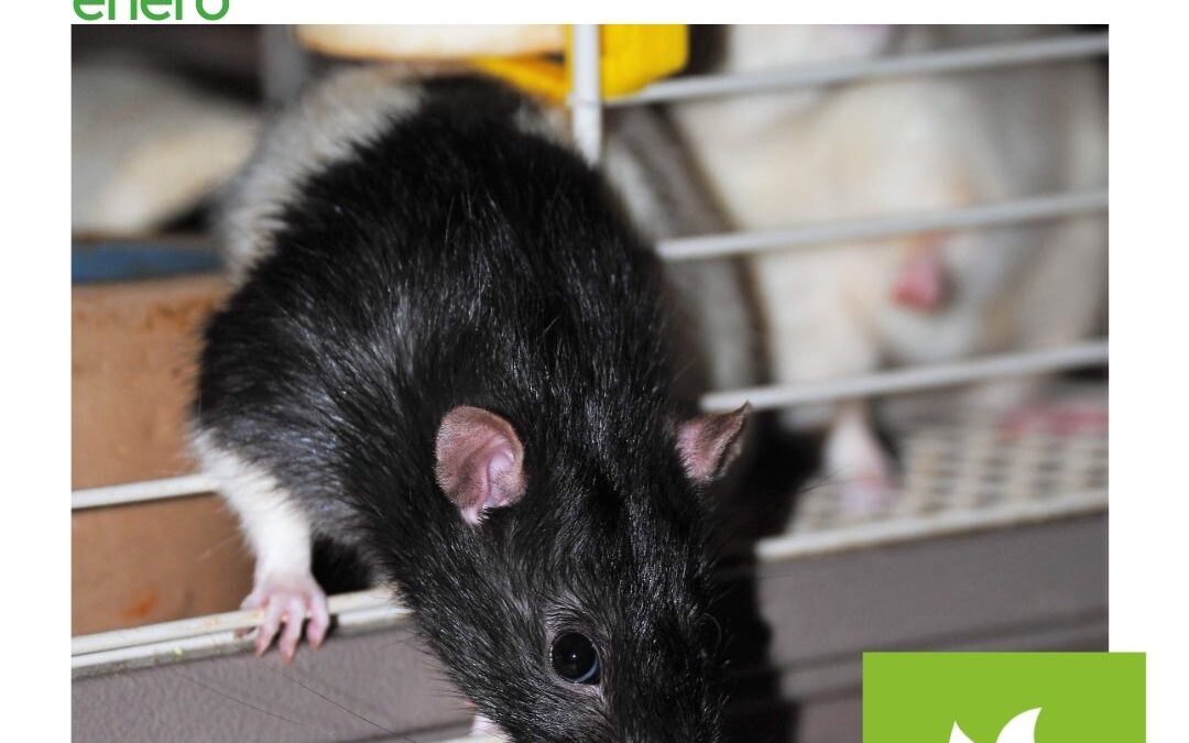 Por qué tu trastero en Madrid es el escondite perfecto para roedores en enero