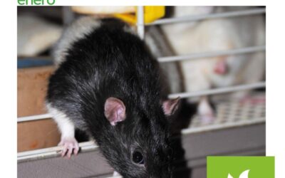 Por qué tu trastero en Madrid es el escondite perfecto para roedores en enero